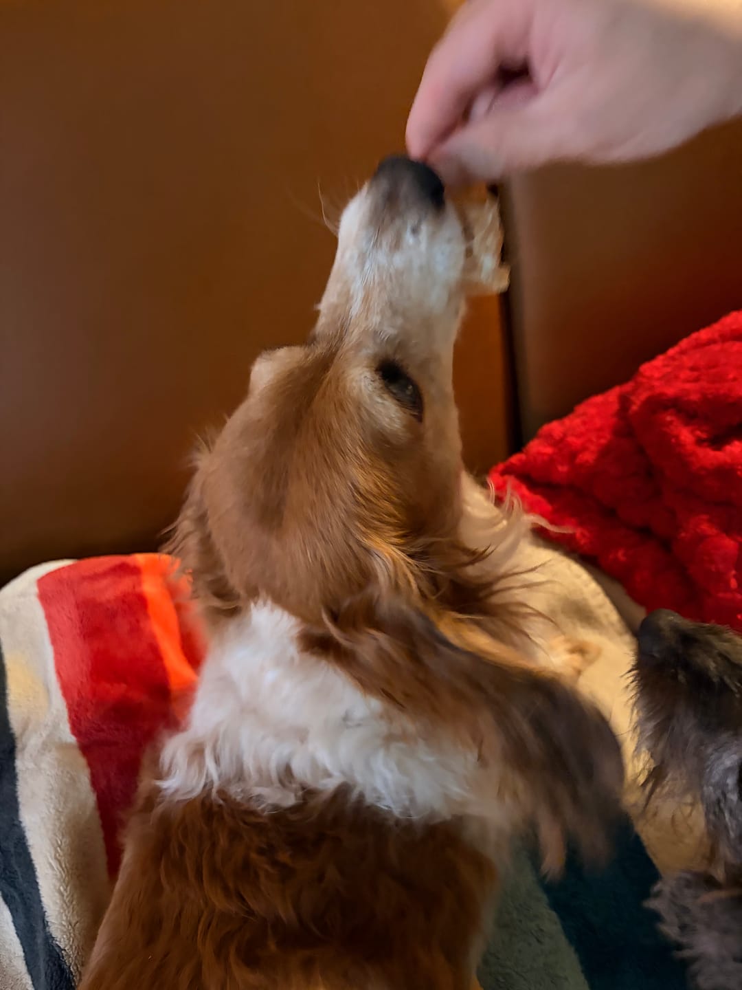 Customer photo review of Gift Bundle: 2 Large Yak Chews and a 6" Hickory Smoked Bully Stick