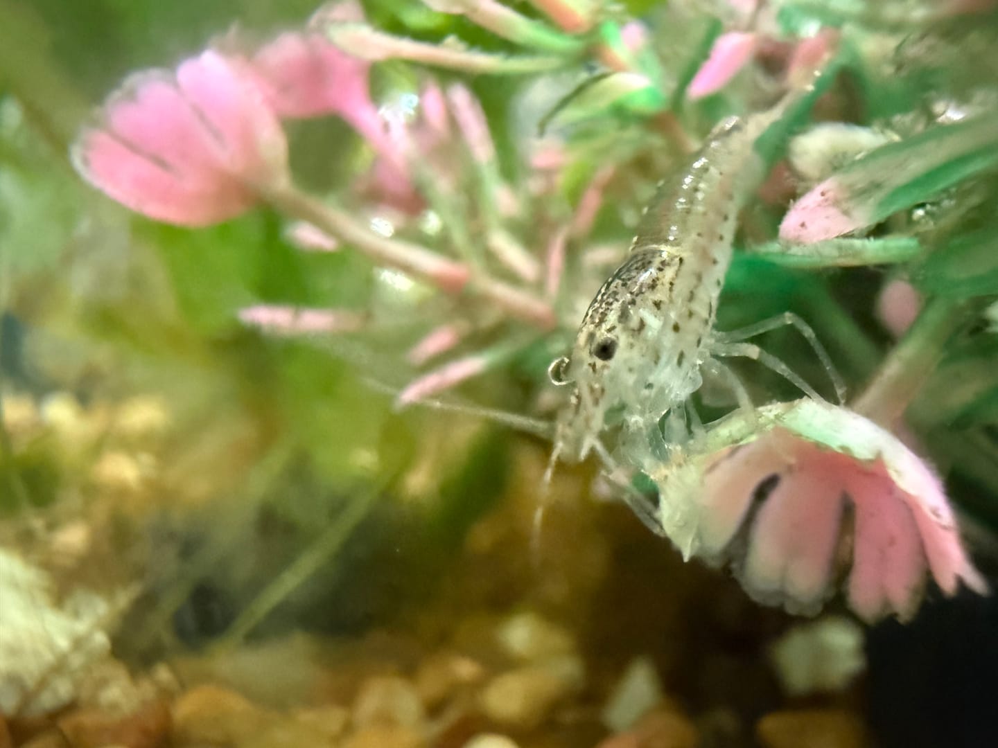 Customer photo review of Amano Shrimp