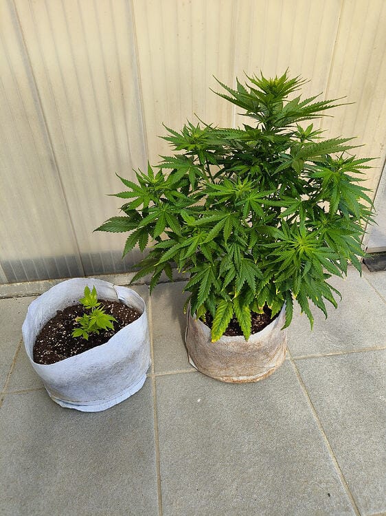 Customer photo review of White Widow Samen Feminisiert