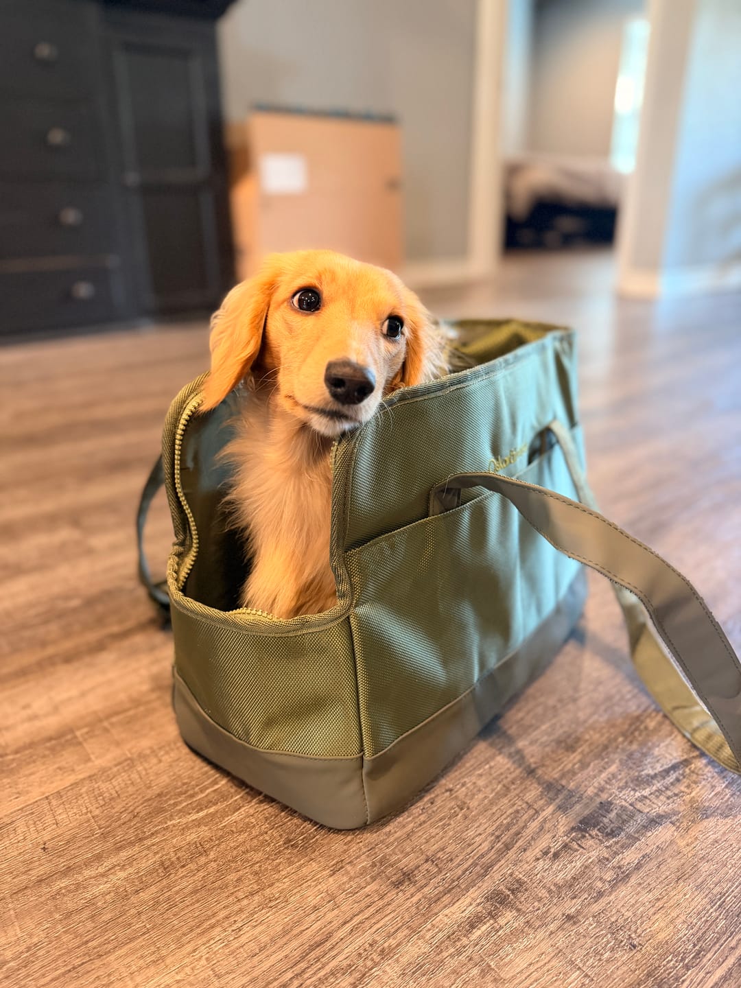 Customer photo review of Olive Green Pet Tote Bag