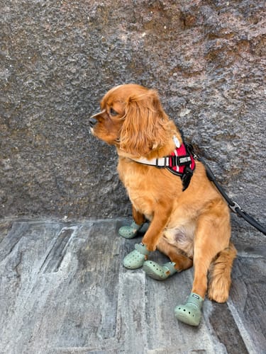 Customer photo review of WagWellies® Mojave