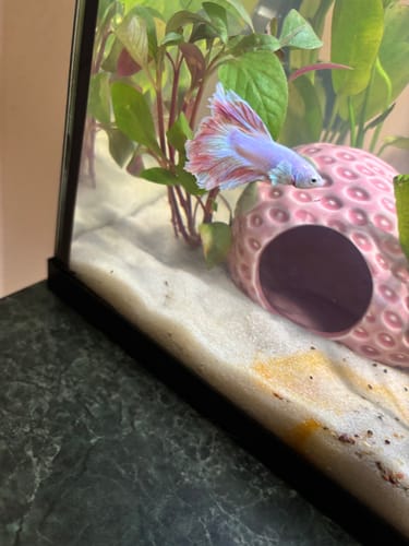 Customer's Pink Halfmoon Male Betta Fish with iridescent fins swimming in a planted aquarium.