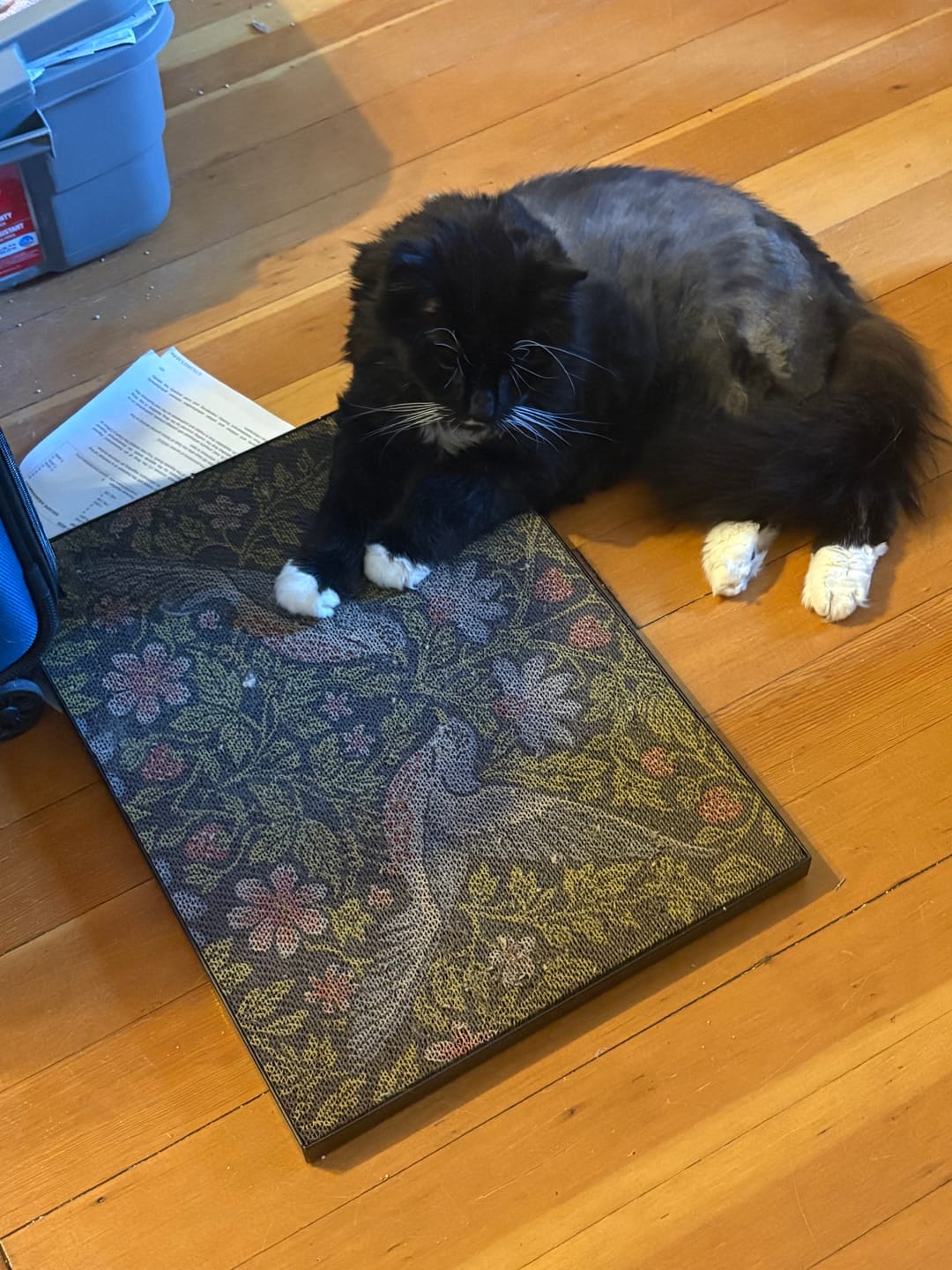Customer photo review of Strawberry Vine - Luxury Cat Scratching Board