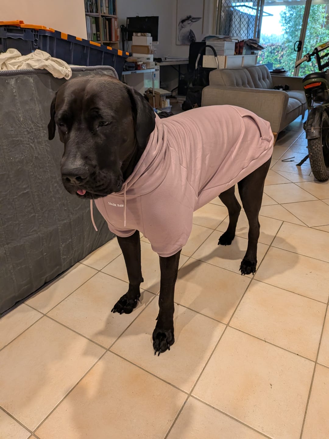 Customer photo review of Essential Dog Hoodies