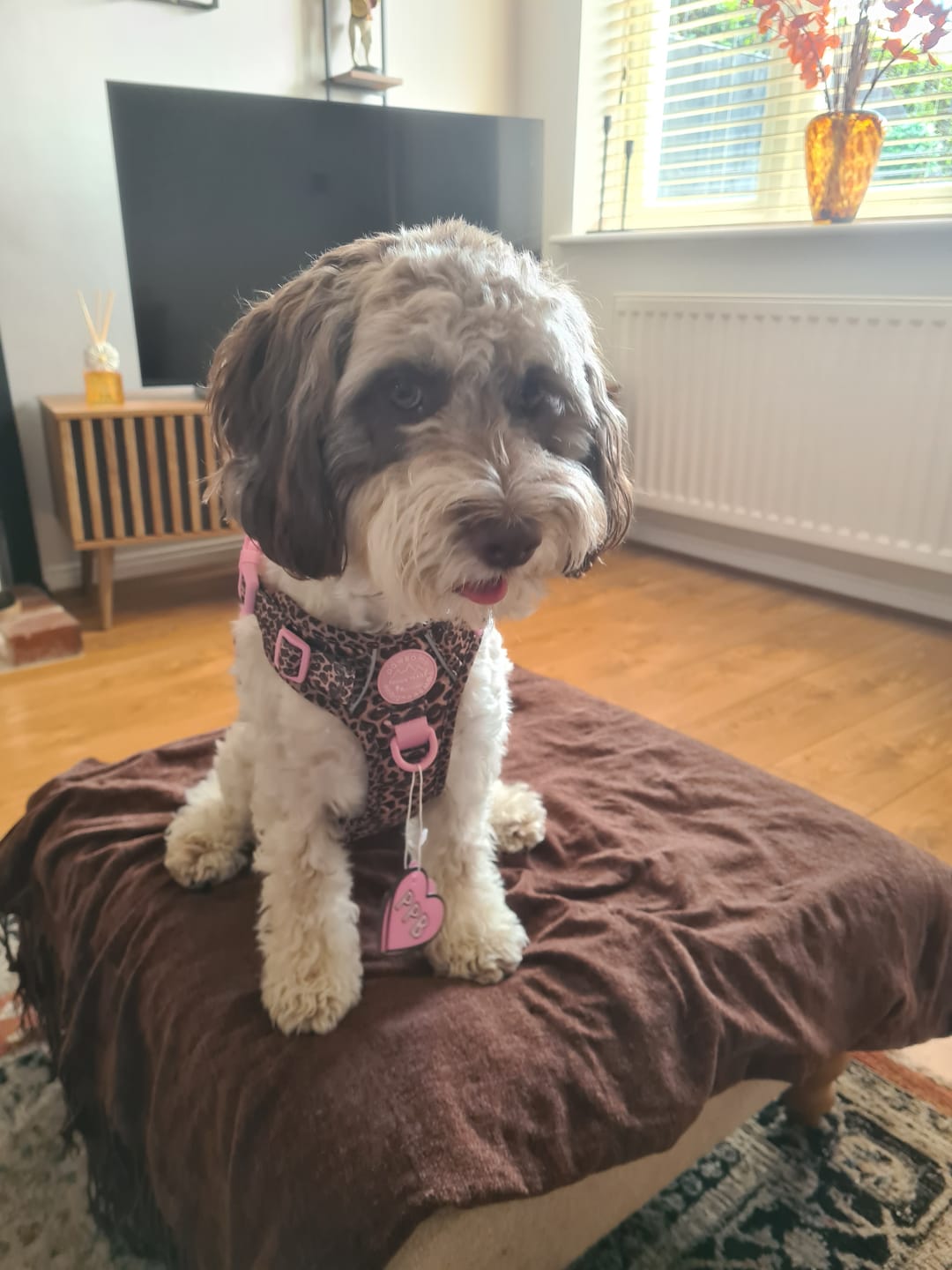 Customer photo review of Tough Trails™ Harness -  Leopard Print