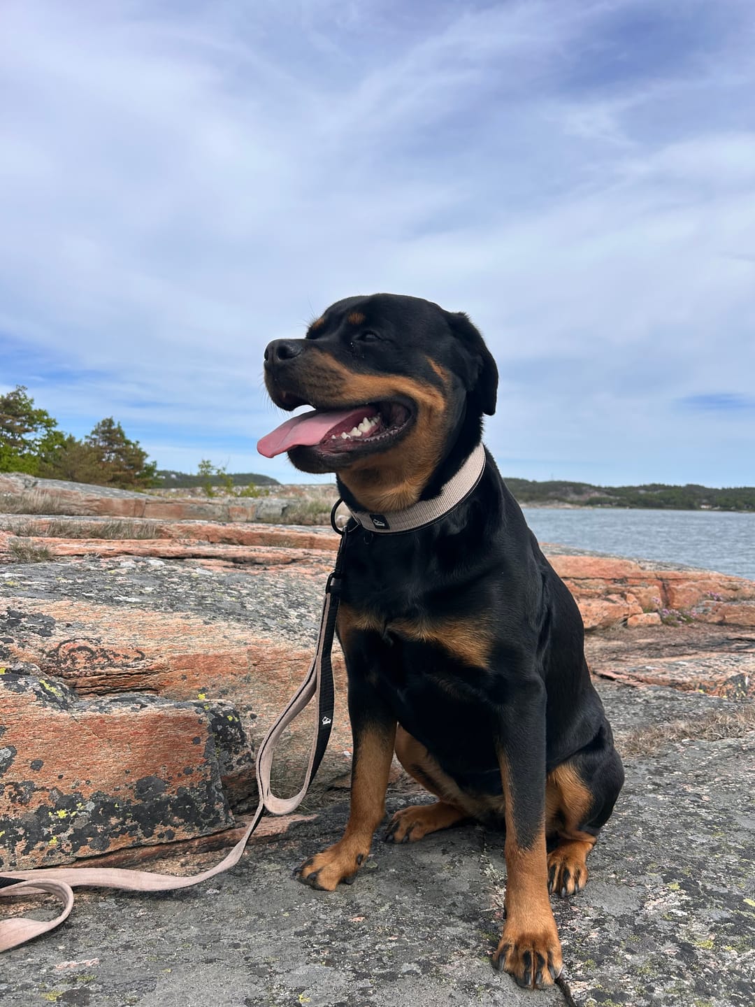 Customer photo review of Guard Leash Black Edition Beige - Väktarkoppel med extra handtag