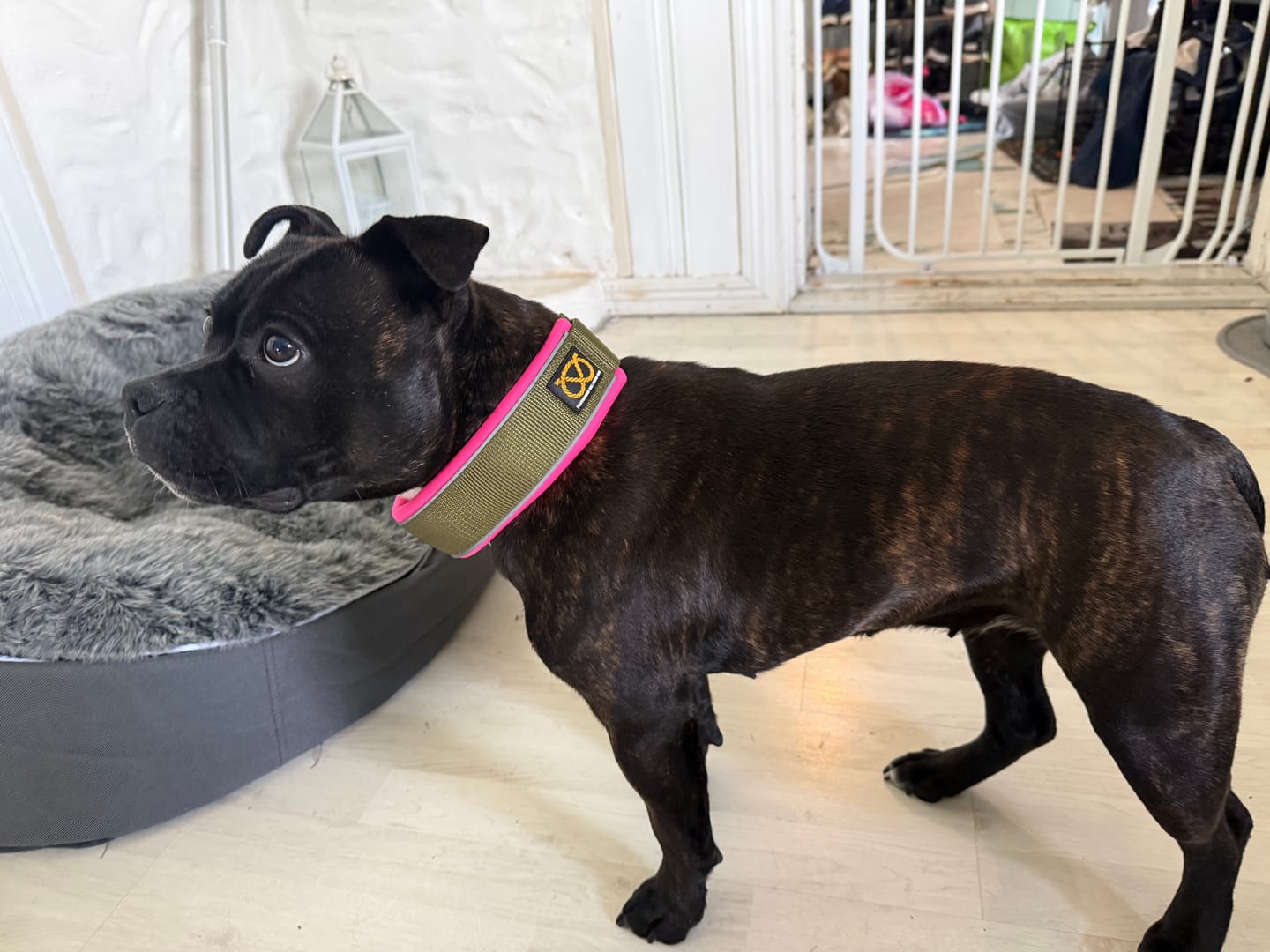 Customer photo review of Staffordshire Bull Terrier 1935® Martingale Collar - Army Pink - Green & Neon Pink