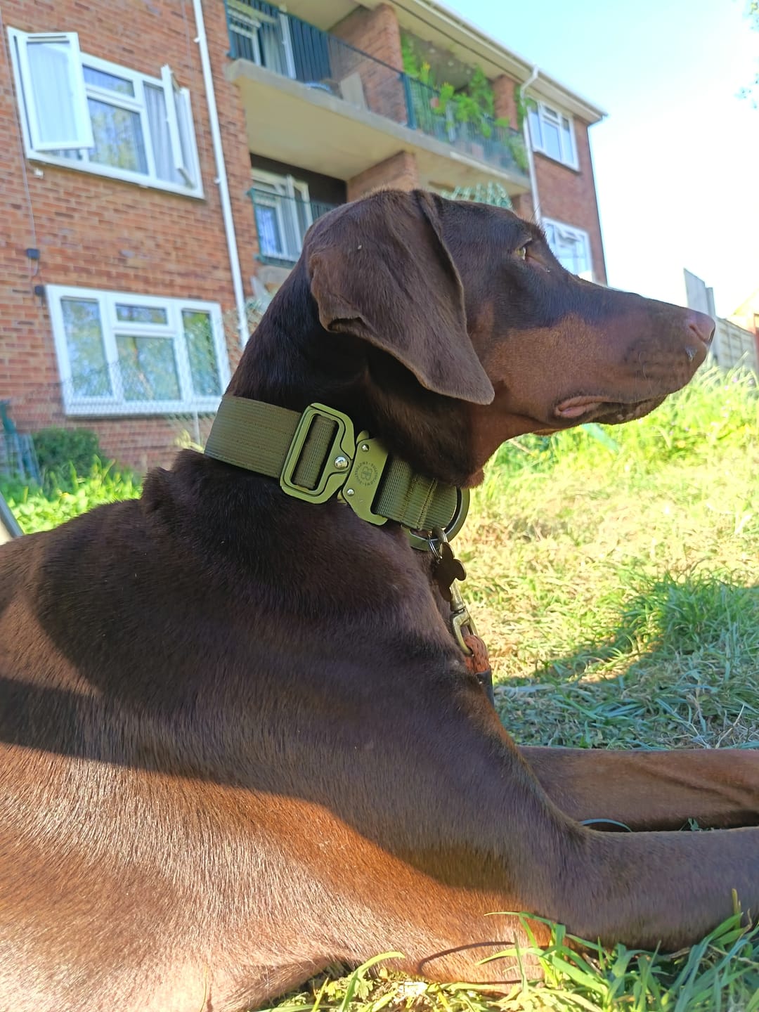 Customer photo review of 4cm LIGHTER Combat® Collar | With Handle & Secure Clip - Khaki x Khaki