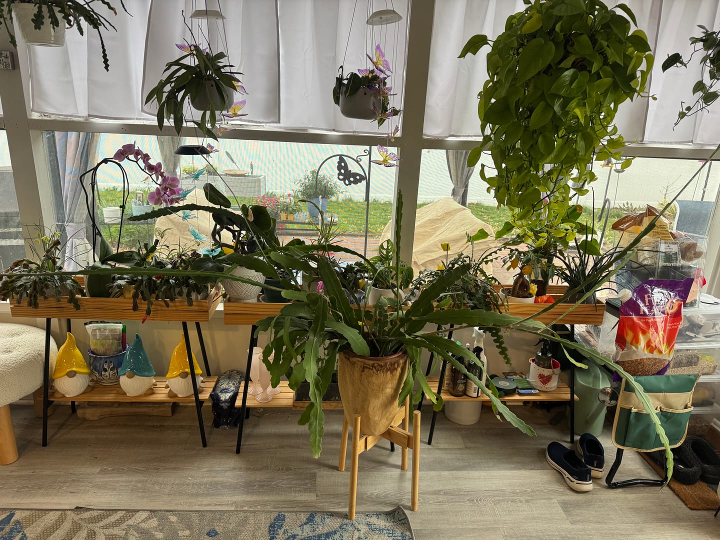 Customer photo review of Houseplant Pest Spray