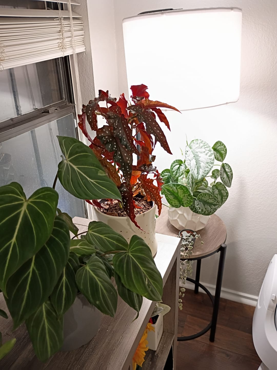Customer photo review of Fungus Gnat Death Drops