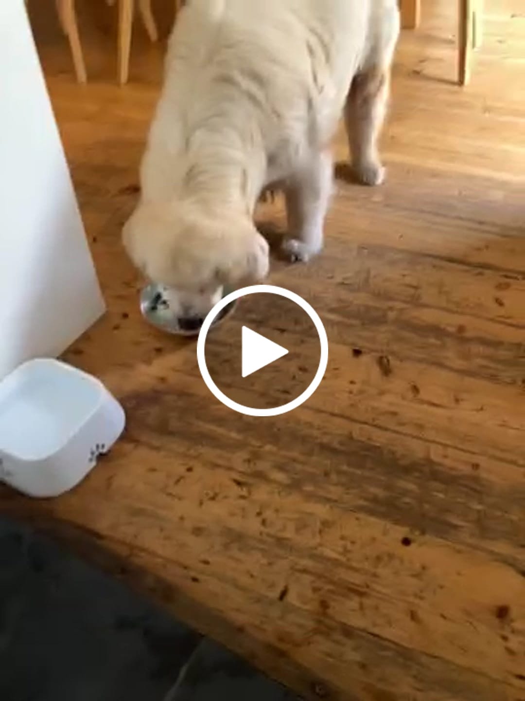 Customer video review of Scottish Salmon Dry Food