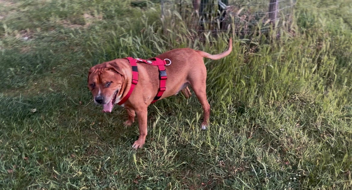 Customer photo review of Anti-Pull TRI-Harness® | Training Dog Harness for All Breeds - Red