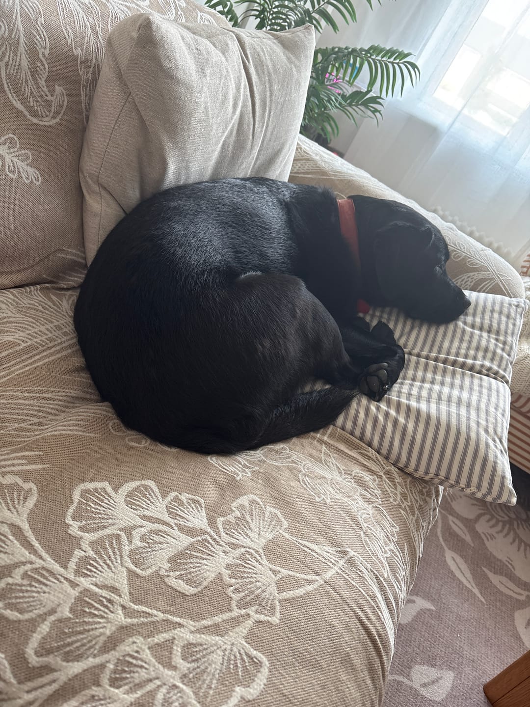 Customer photo review of Pet Couch Covers