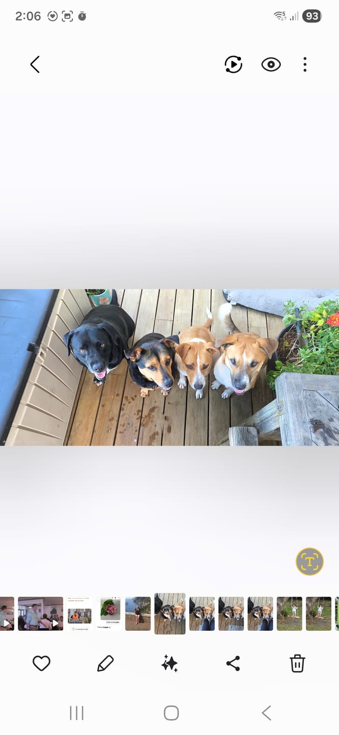 Customer photo review of Bravecto Chews for Large Dogs 20-40kg - Blue
