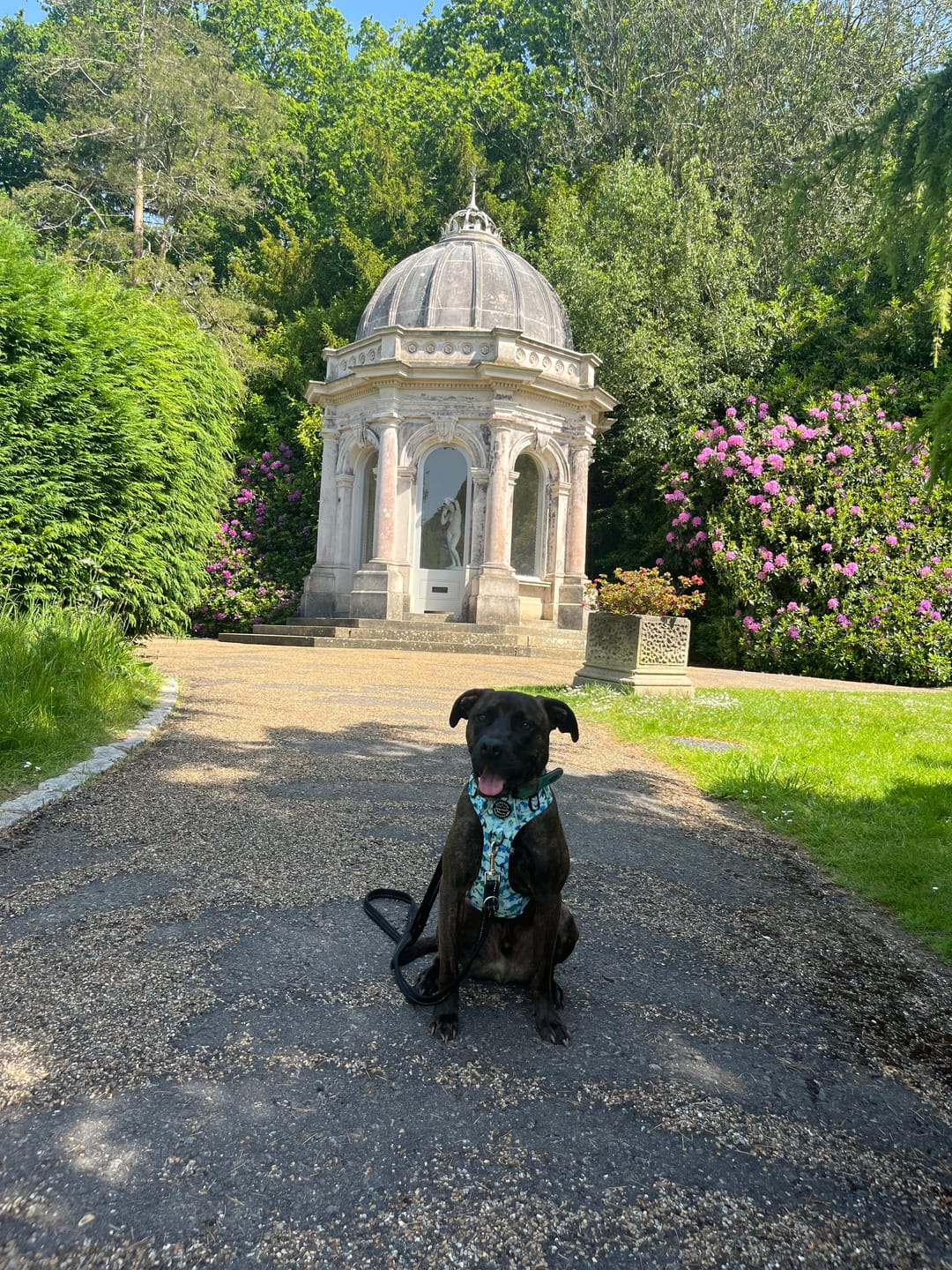 Customer photo review of Tough Trails™ Harness - Dinky Dino