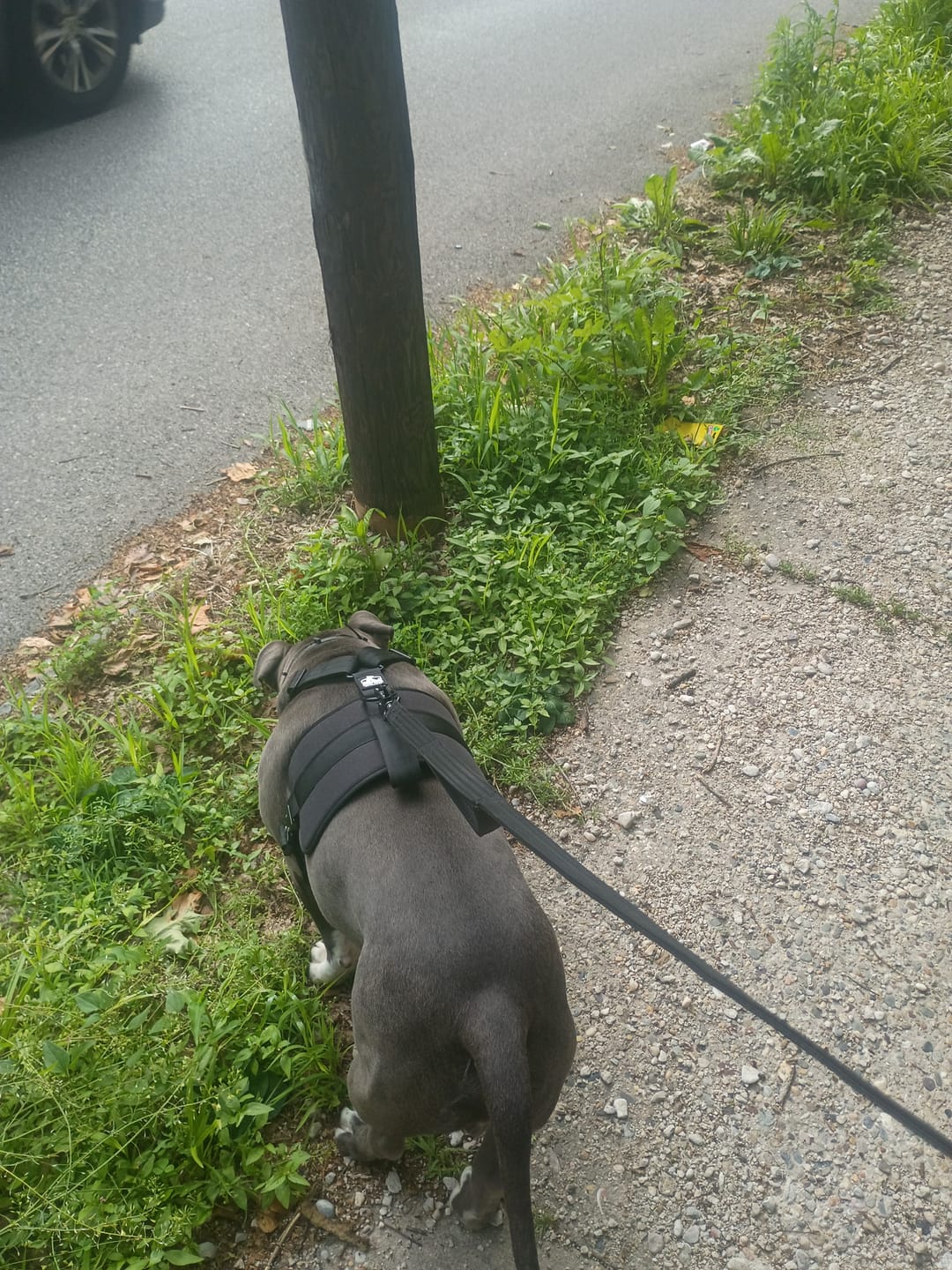 Customer photo review of No Pull Bully Proof Harness