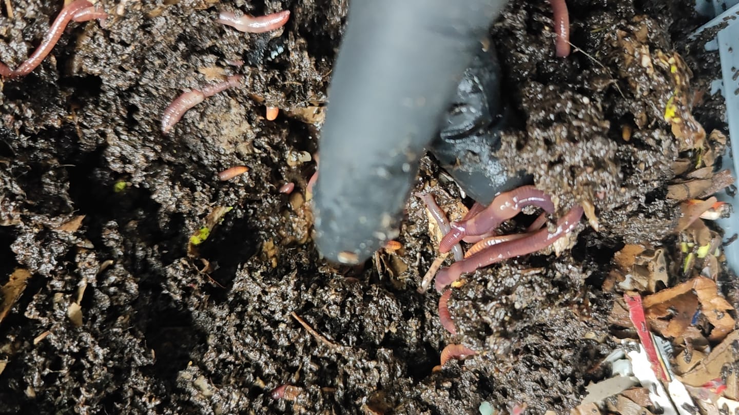 Customer photo review of Red Wigglers Composting Worms