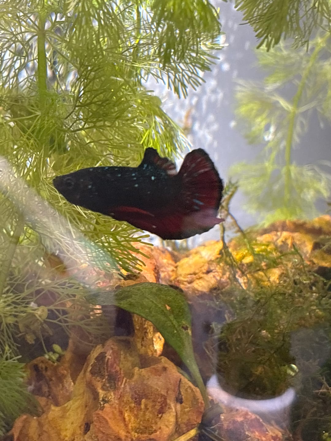 Customer photo review of Rare Avatar Betta Fish (Male)
