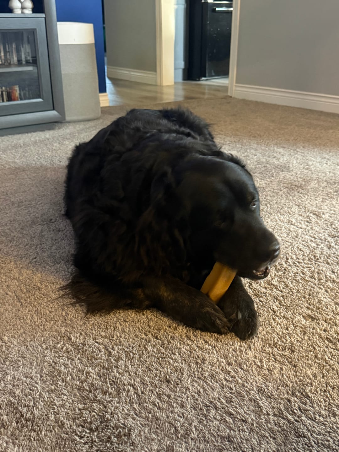 Customer photo review of Himalayan Yak Chew (MEGA)