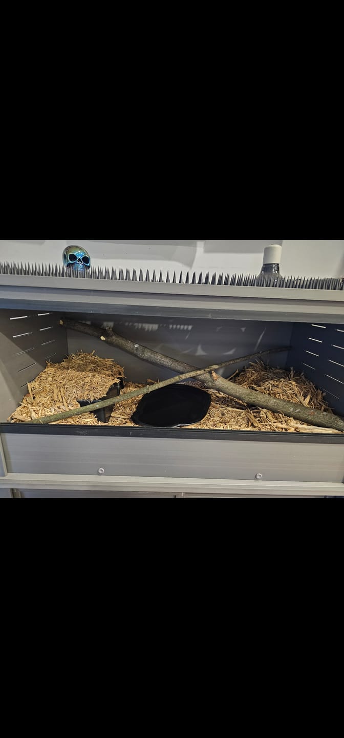 Customer photo review of Reptile Bathing Pool with Steps, Feeding Bowl