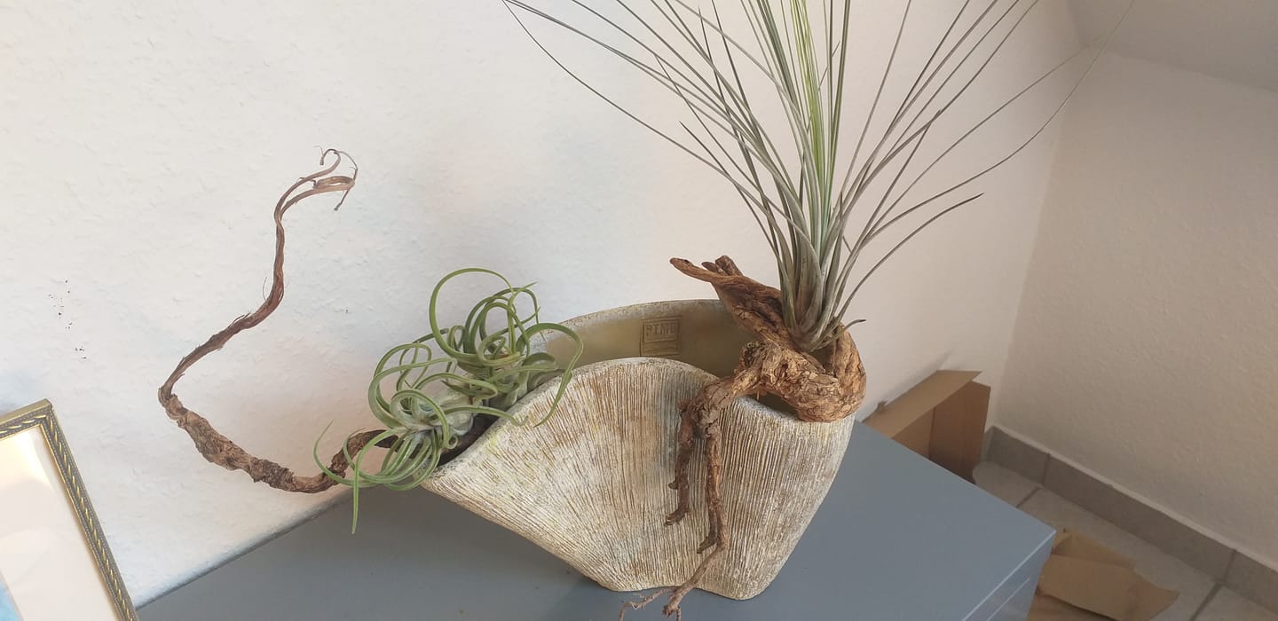 Customer photo review of Tillandsia "Curly Slim" - intermedia x streptohphylla