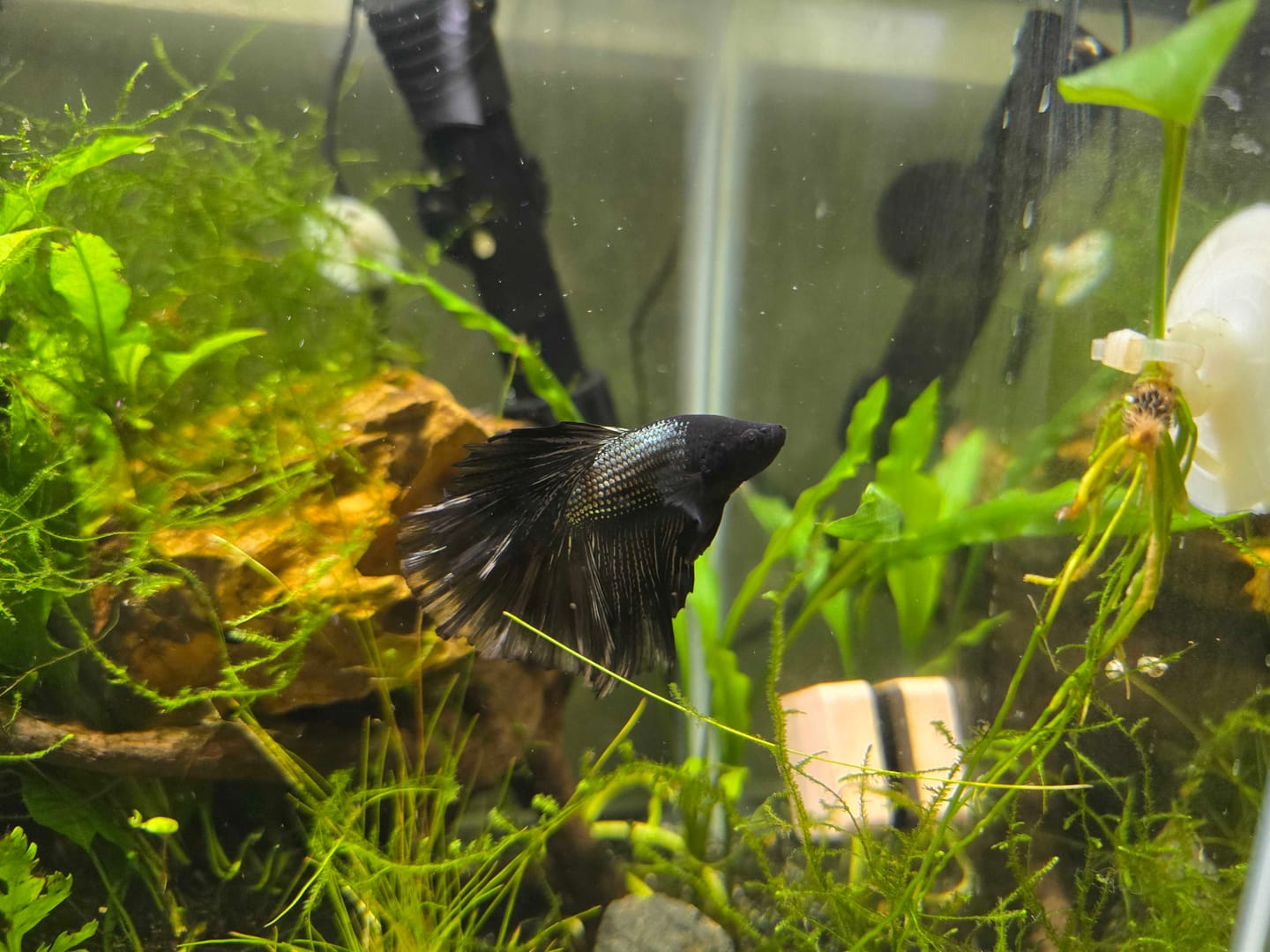 Customer photo review of Black Copper Halfmoon Male Betta Fish
