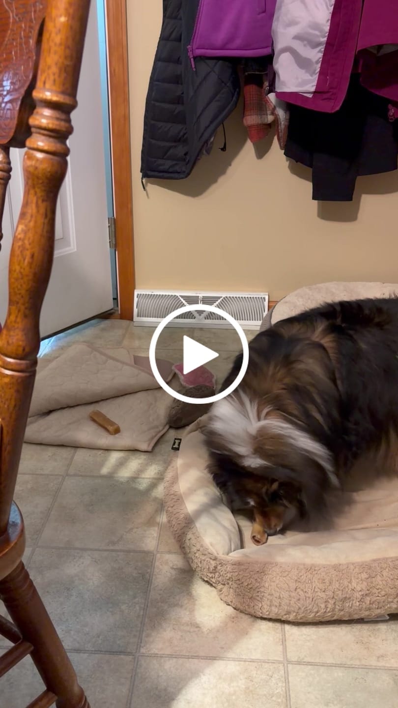 Customer video review of 10-12 Inch Champion Chew