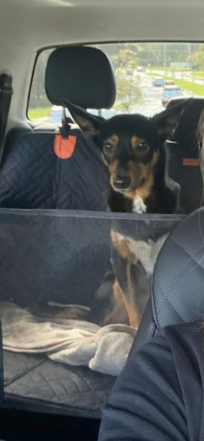 Customer photo review of Companion&Co™ Hard Bottom Car Seat Cover