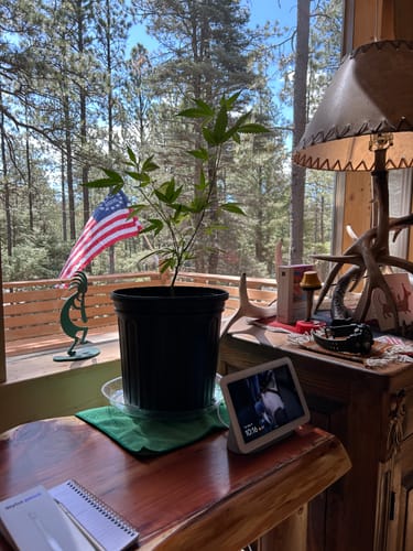 Reviewer's Betsy Ross Flag displayed in a window with a pleasant view of a forest.