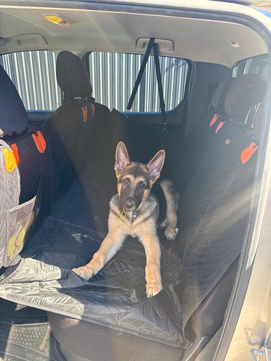 Customer photo review of Companion&Co™ Hard Bottom Car Seat Cover