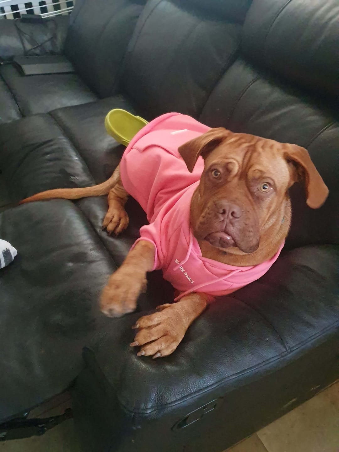 Customer photo review of Essential Dog Hoodies
