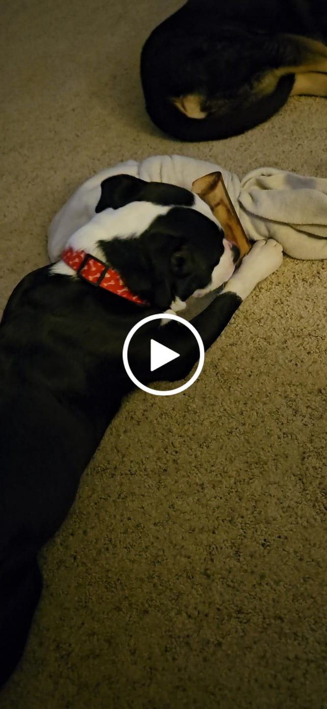 Customer video review of Gift Bundle: 2 Large Yak Chews and a 6" Hickory Smoked Bully Stick