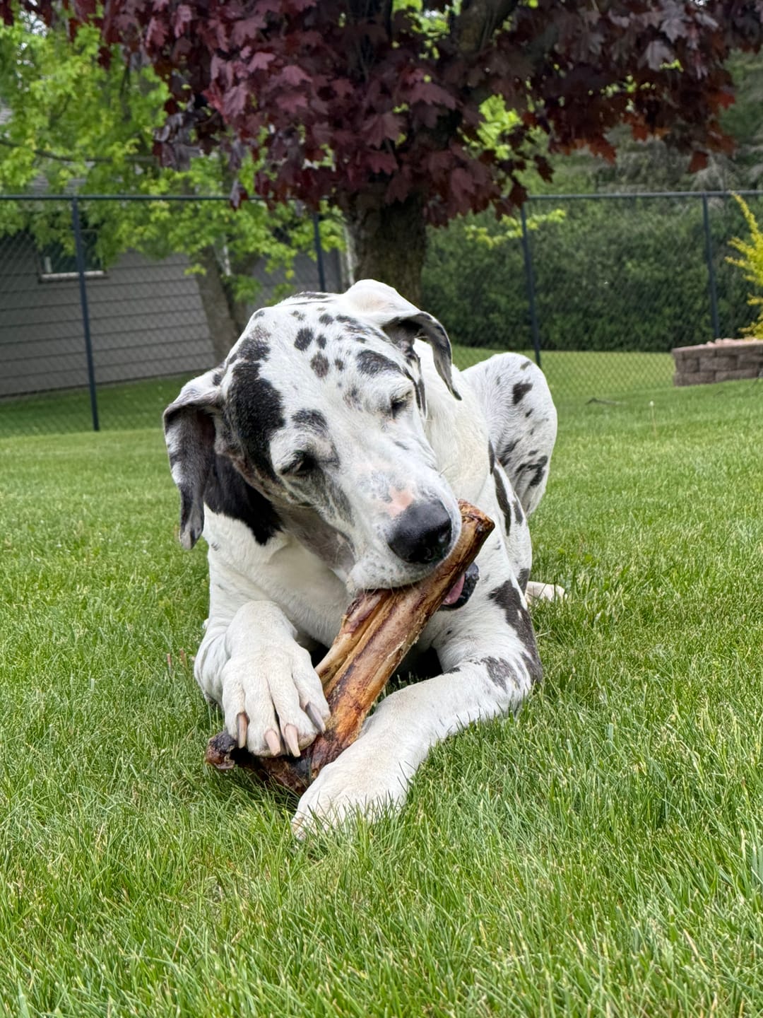 Customer photo review of Large Ostrich Cane (11.5" x 5"): The Ultimate Long-Lasting Chew for Medium, Large & XL Dogs