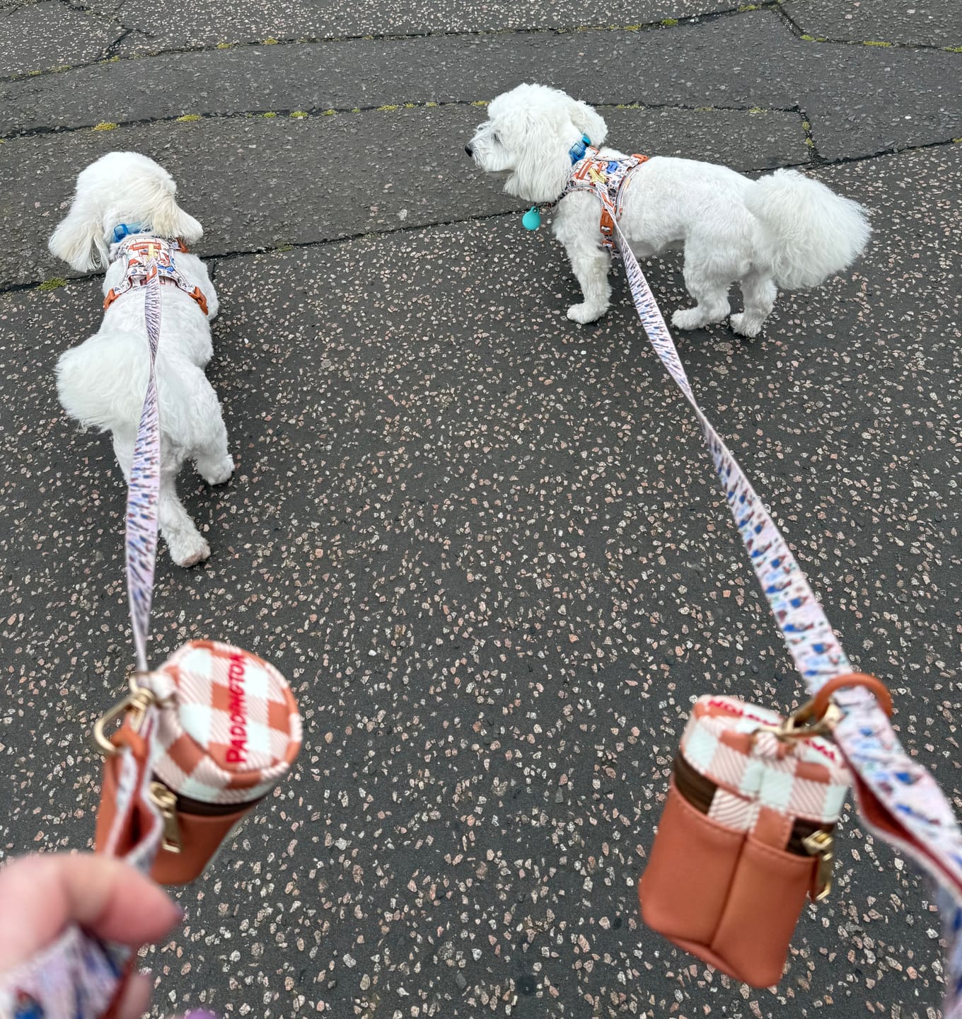 Customer photo review of Paddington™ Tough Trails™ Harness - Peckish Paddington
