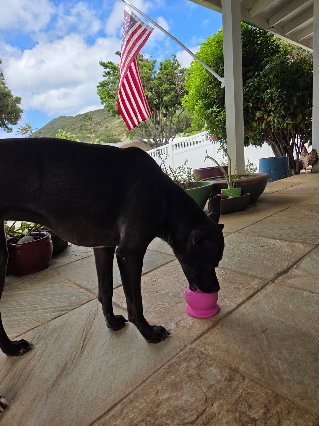 Customer photo review of Freezball - Durable Fillable Dog Chew Bone