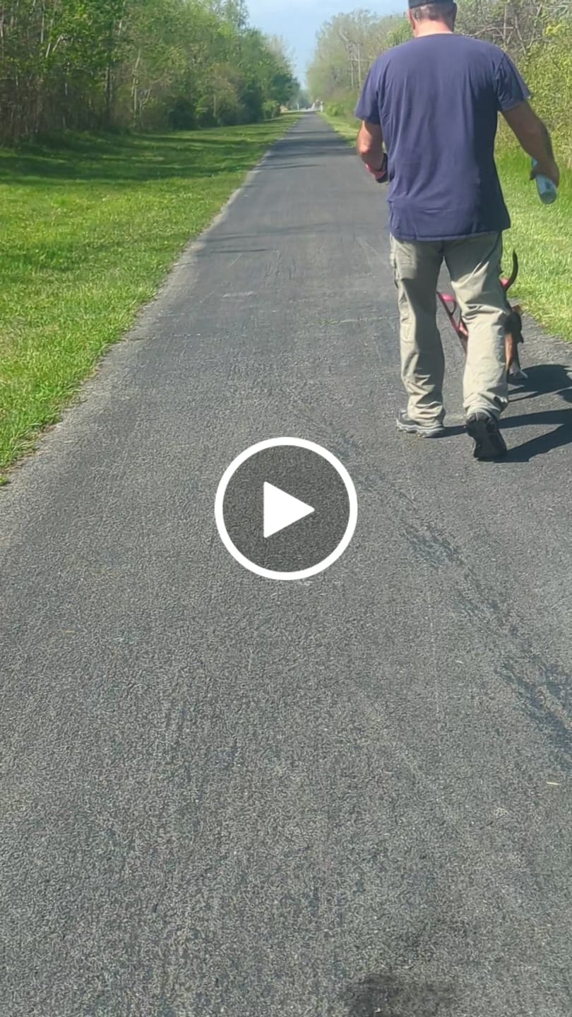 Customer video review of Matching Pink 6' Bully Proof Leash
