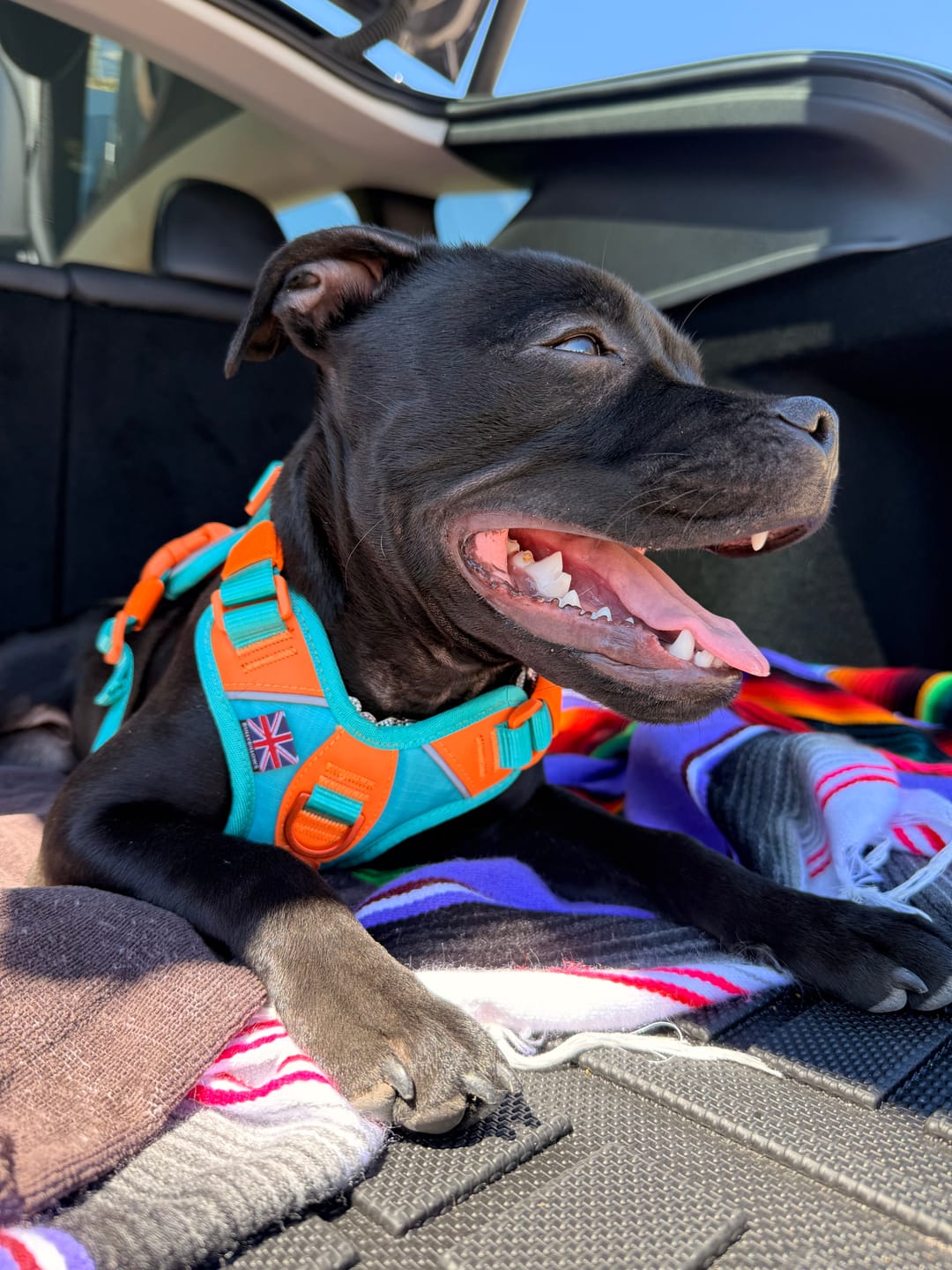 Customer photo review of Anti Pull Hurricane Harness Lighter | With Handle - Turquoise X Orange