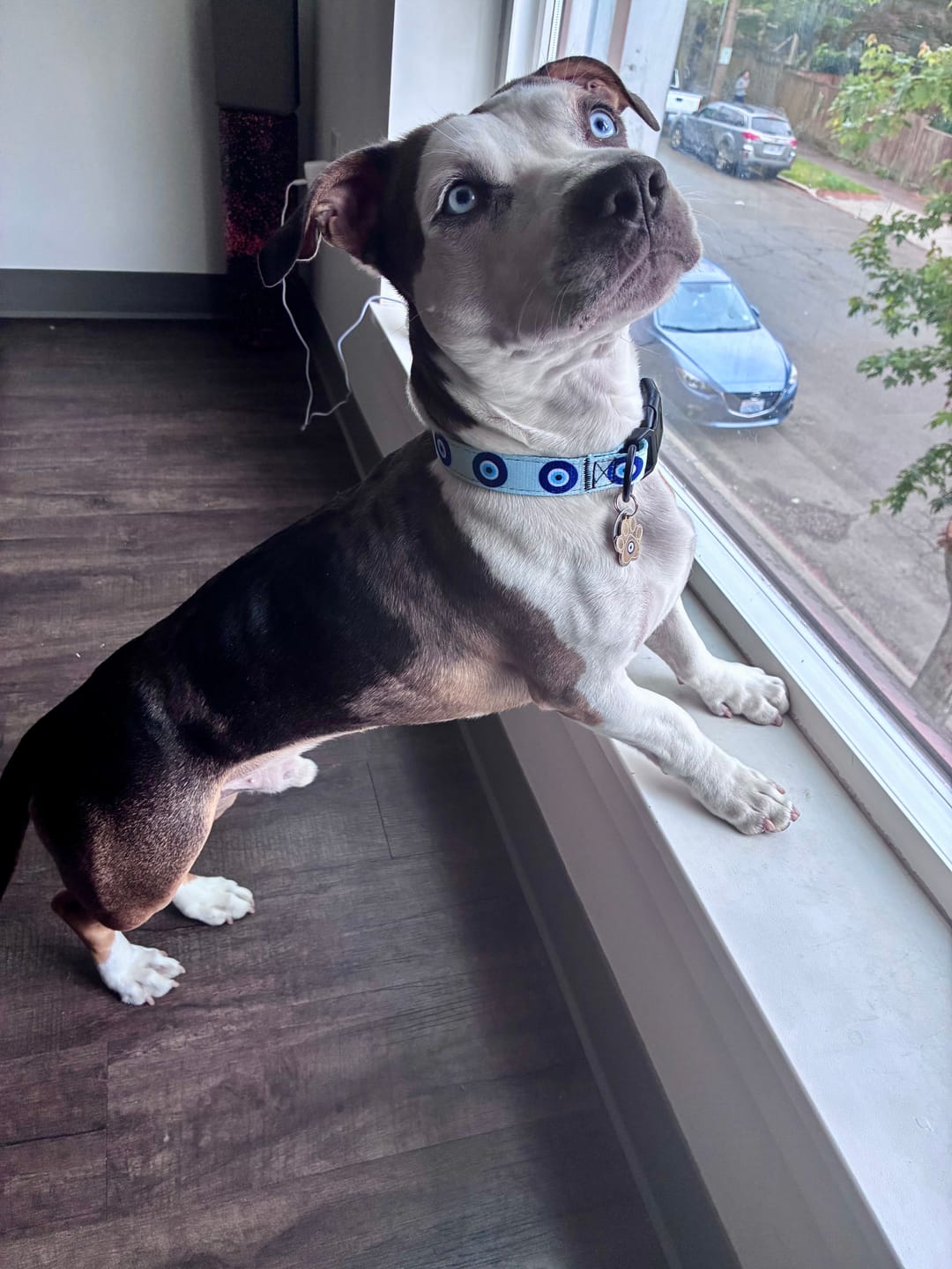 Customer photo review of Blue Evil Eye Dog Collar — Adjustable Pup Protection