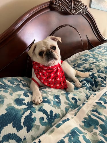 Customer photo review of Beef Gullet Chews 9-10" Natural Dental Chews