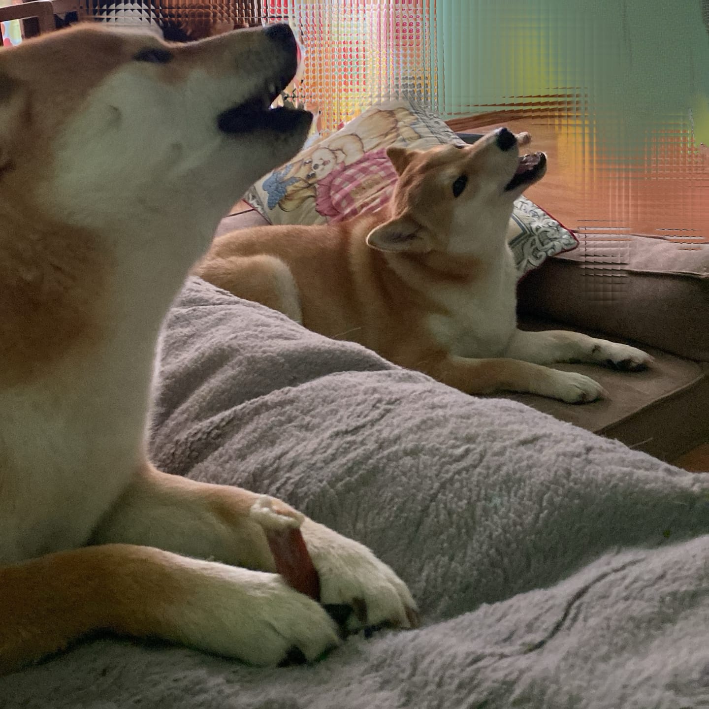 Customer photo review of 6 Inch Standard Bully Stick