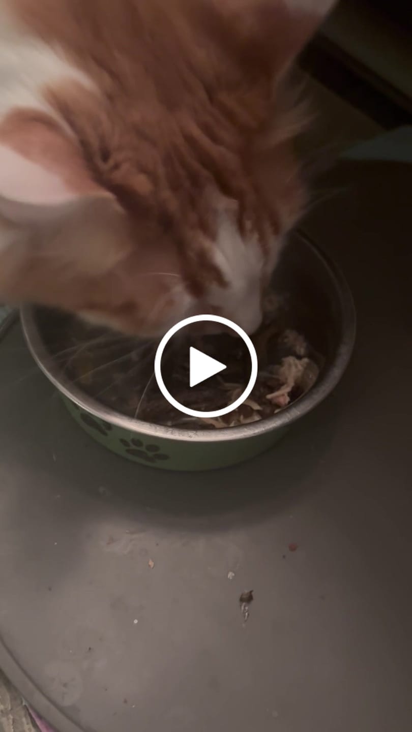 Customer video review of Cat Dental Care & Bad Breath Remedy