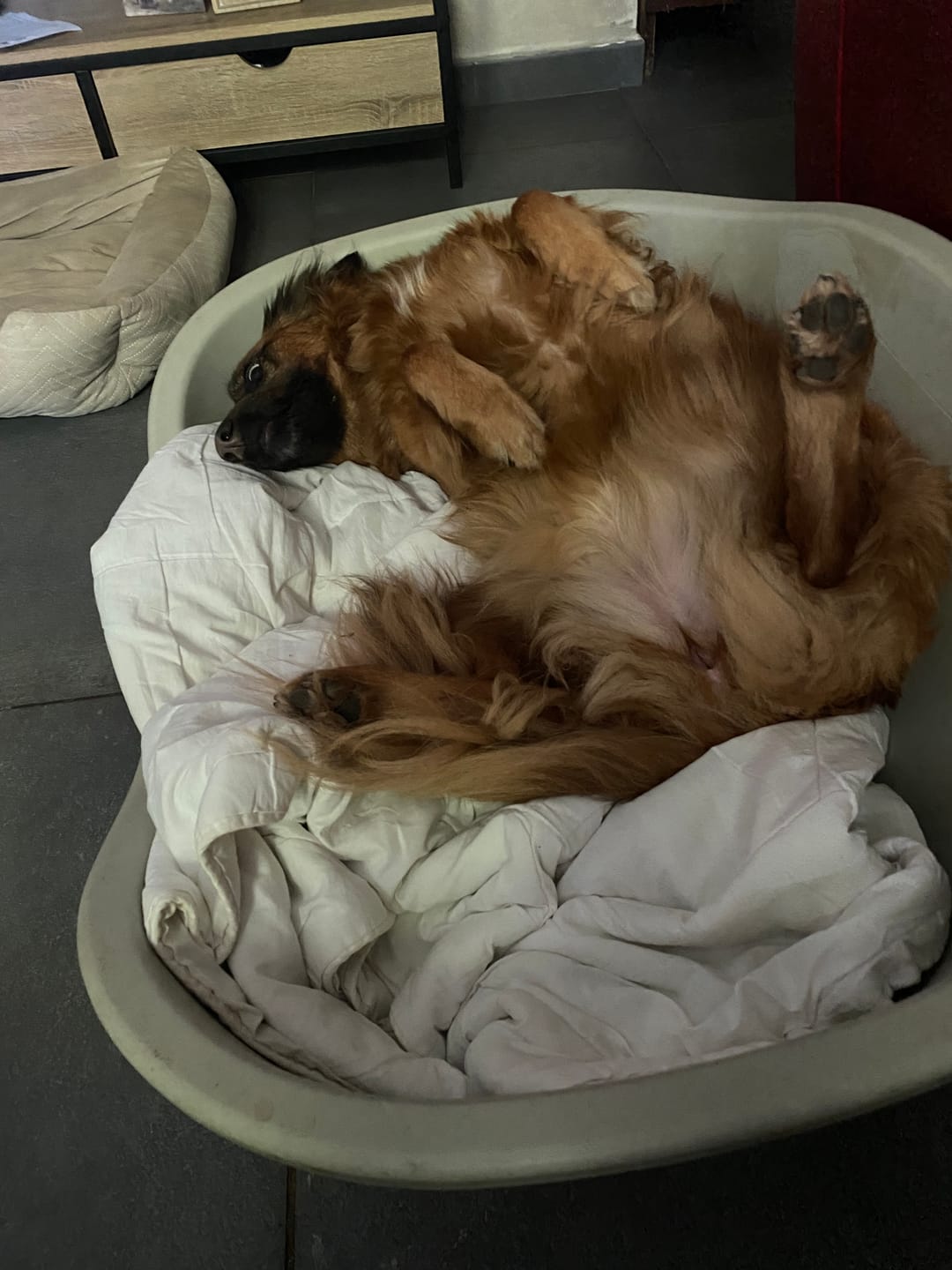 Customer photo review of Croquettes Poulet & Citrouille - Chien Moyenne & Grande race