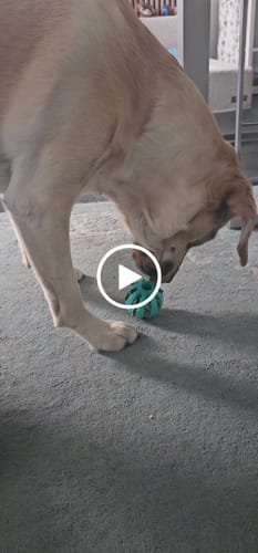 Customer video review of DentalChew Ball™ – Cleans Teeth While They Play