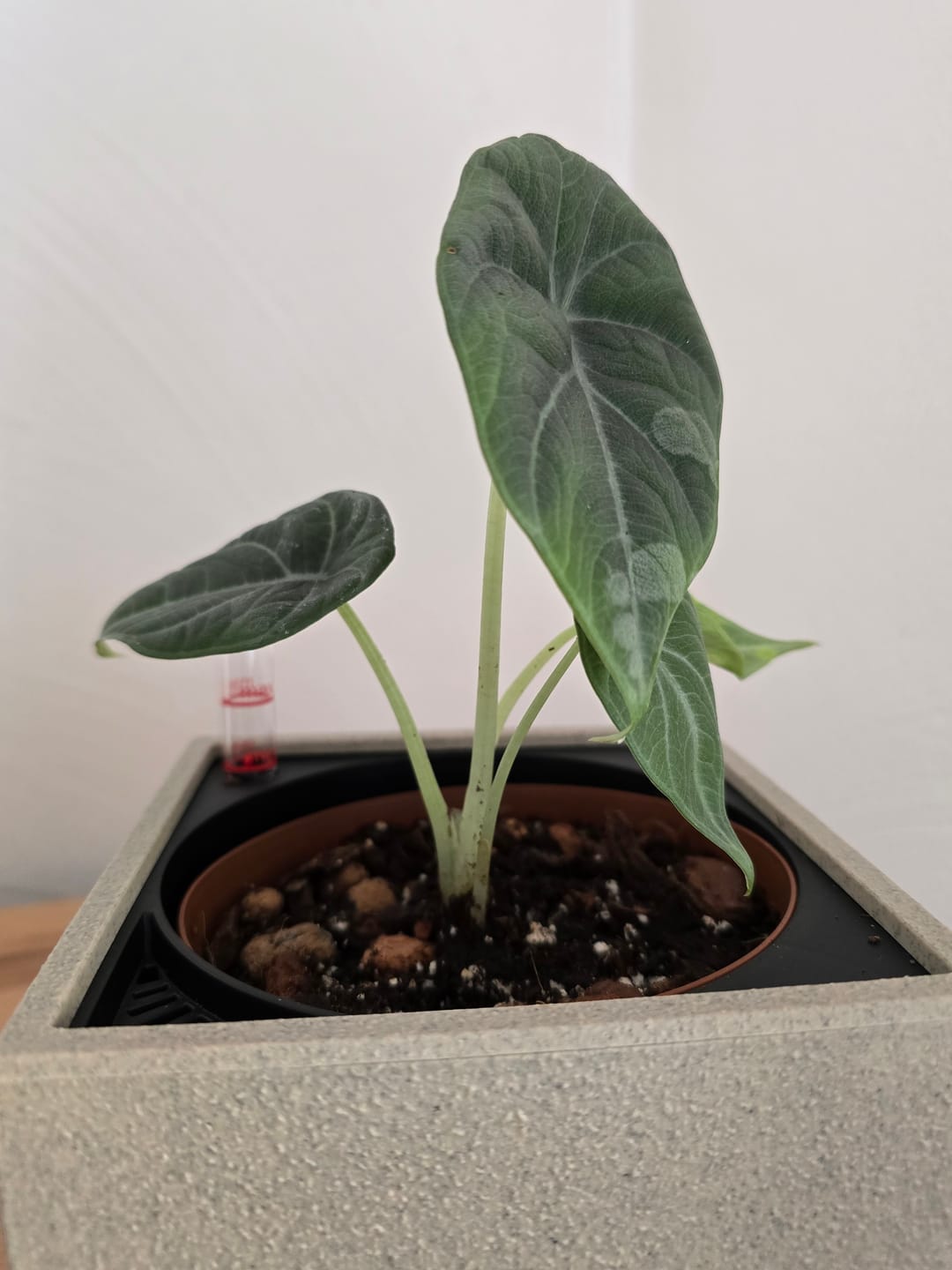 Customer photo review of ALOCASIA MAHARANI