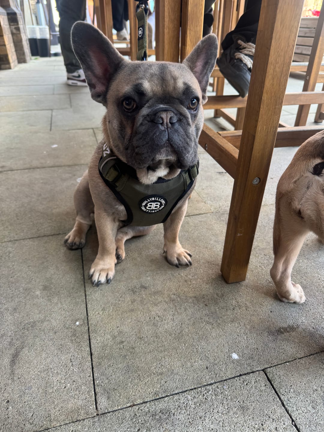 Customer photo review of Comfort Premium Harness | Non Restrictive - Khaki