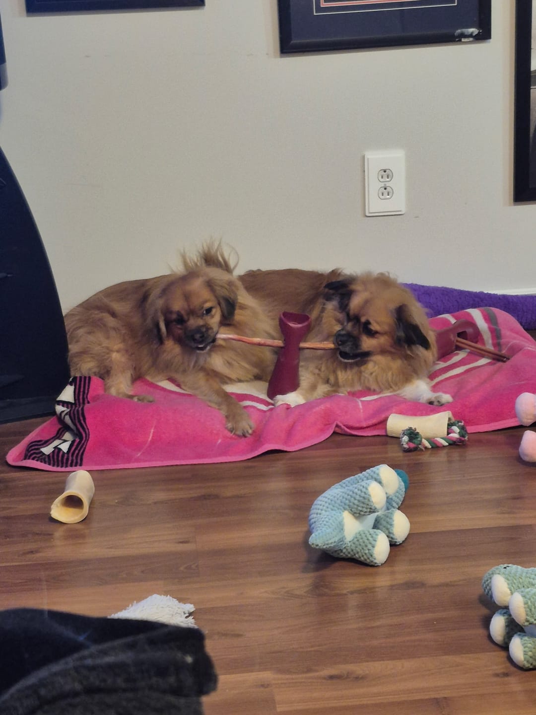 Customer photo review of 12 Inch Thick Bully Stick
