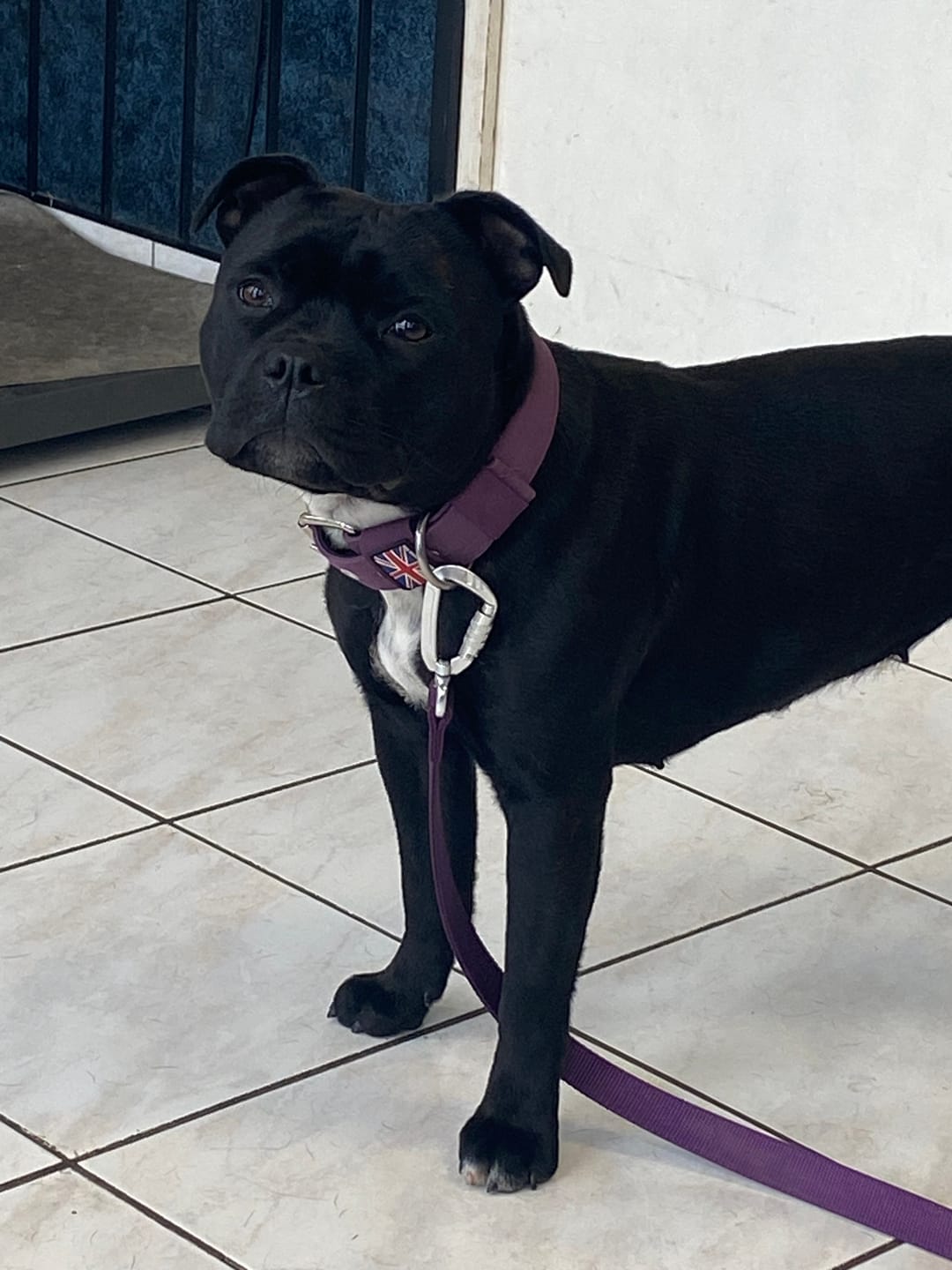Customer photo review of Staffordshire Bull Terrier 1935® Nylon Collar - Purple