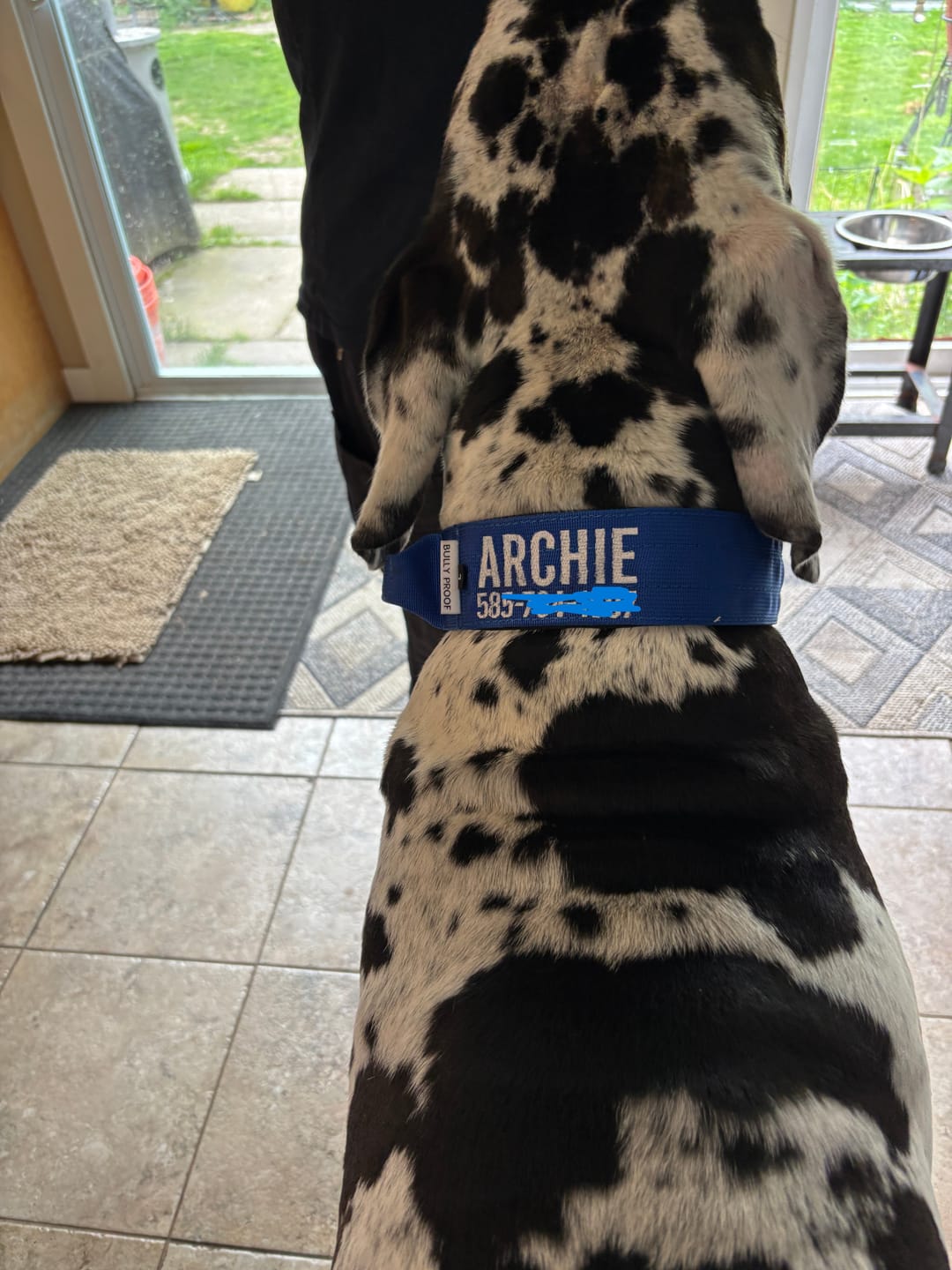 Customer photo review of Blue Bully Proof Collar