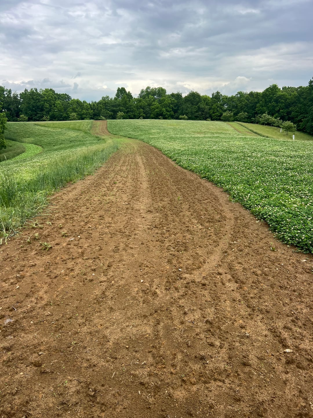 Customer photo review of COMEBACK KID™ FOOD PLOT SEED