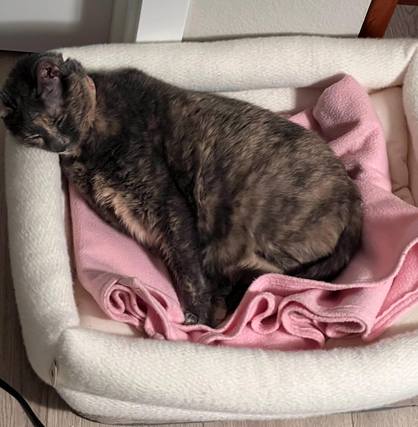 Customer photo review of Dubu Bed